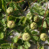 Leptinella scariosa - Falkland Buttonweed - Abriachan Nurseries